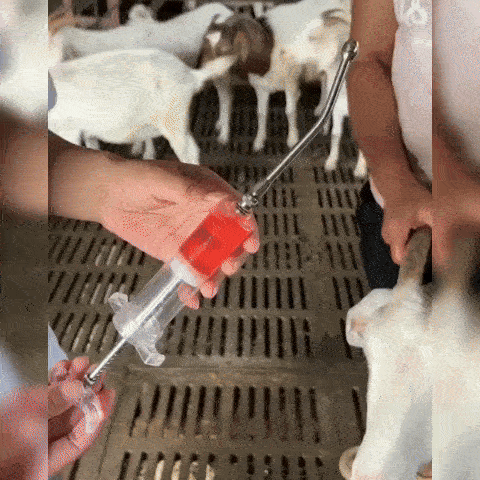 Seringa pentru Administrarea Medicamentelor la Animale 1