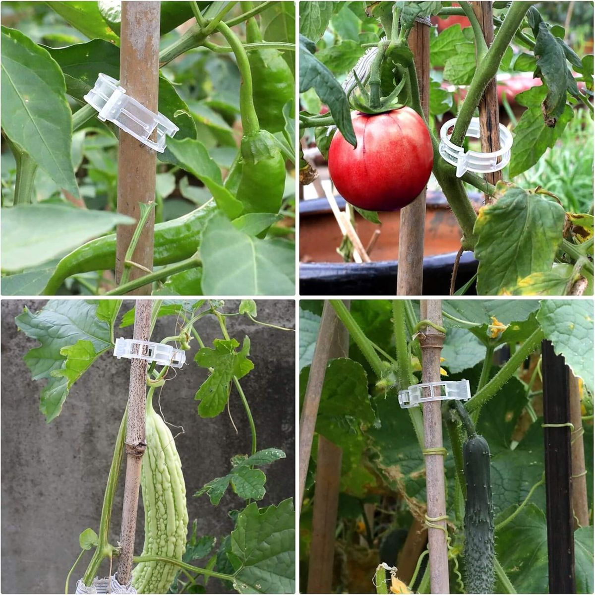 PROTECȚIE PENTRU FRUCTE ȘI RAMURI