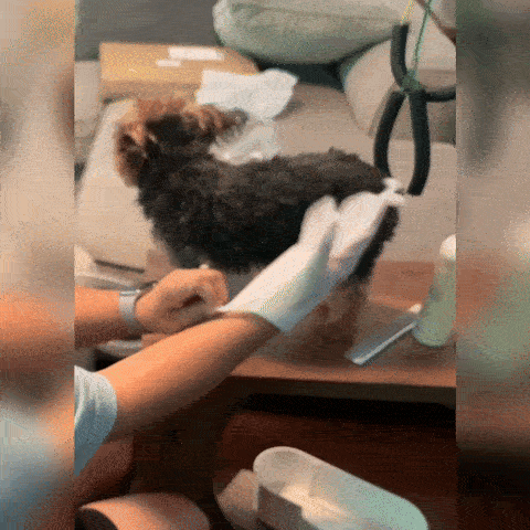 Super Manusi Umede pentru Animale de Companie 1